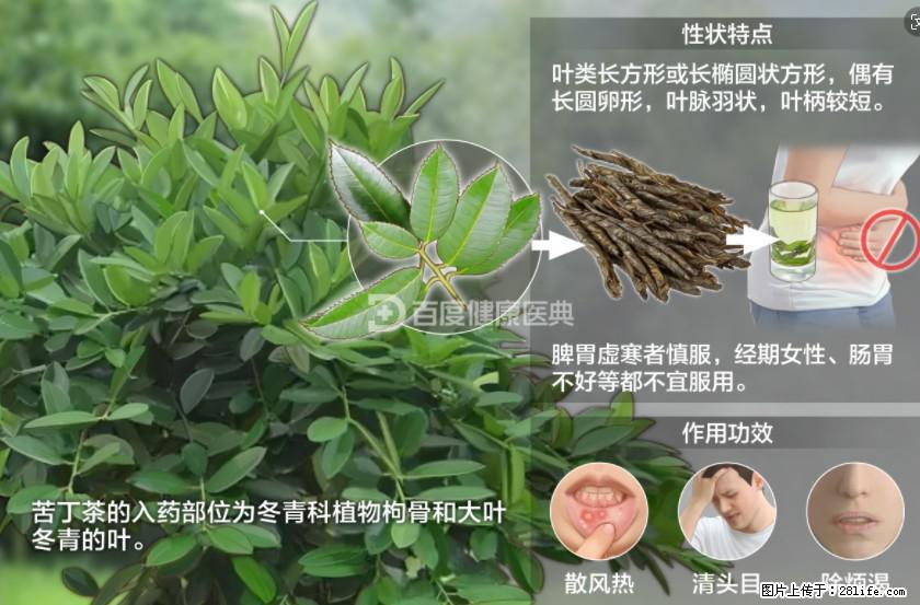 苦丁茶有哪些功效和作用 - 生活百科 - 钦州生活社区 - 钦州28生活网 qinzhou.28life.com