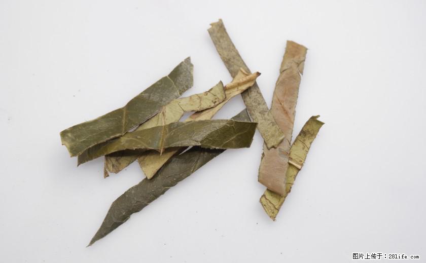 苦丁茶有哪些功效和作用 - 生活百科 - 钦州生活社区 - 钦州28生活网 qinzhou.28life.com