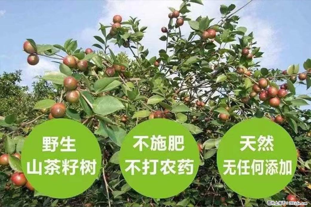 【灌阳县油茶产业示范区】一个有着充实的精神生活的人,对待身外之物自会有一种淡泊的态度 - 土特产 - 饮食特产 - 钦州分类信息 - 钦州28生活网 qinzhou.28life.com