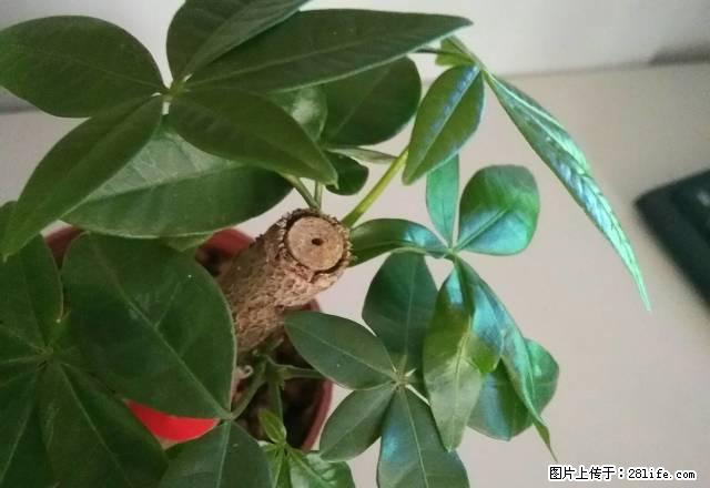 中地滨江国际1房一厅，拎包入住。 - 房屋出租 - 房屋租售 - 钦州分类信息 - 钦州28生活网 qinzhou.28life.com