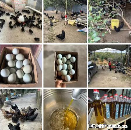 油茶园从小鸡仔开始养起的纯土鸡、土鸡蛋可以预定啦!还有前几天刚榨的纯山茶油哦 - 土特产 - 饮食特产 - 钦州分类信息 - 钦州28生活网 qinzhou.28life.com