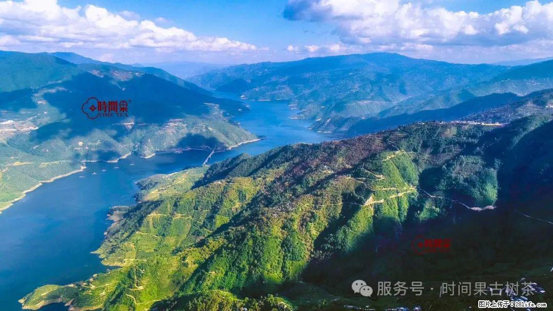 时间果百年古树龙珠普洱生茶 - 购物交流 - 钦州生活社区 - 钦州28生活网 qinzhou.28life.com