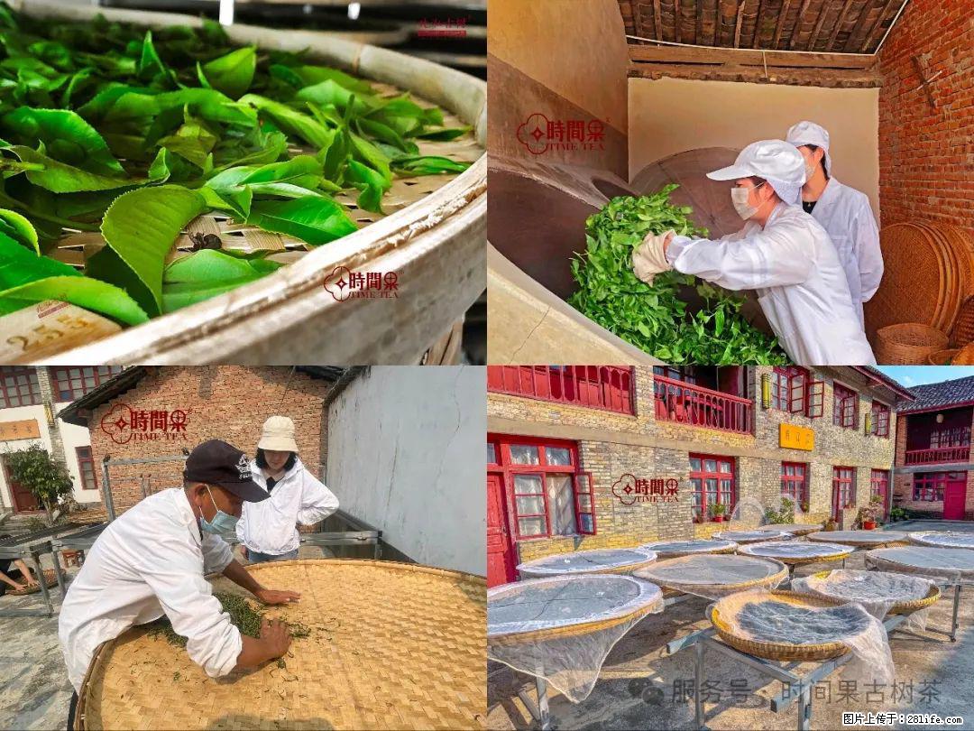 时间果百年古树龙珠普洱生茶 - 购物交流 - 钦州生活社区 - 钦州28生活网 qinzhou.28life.com