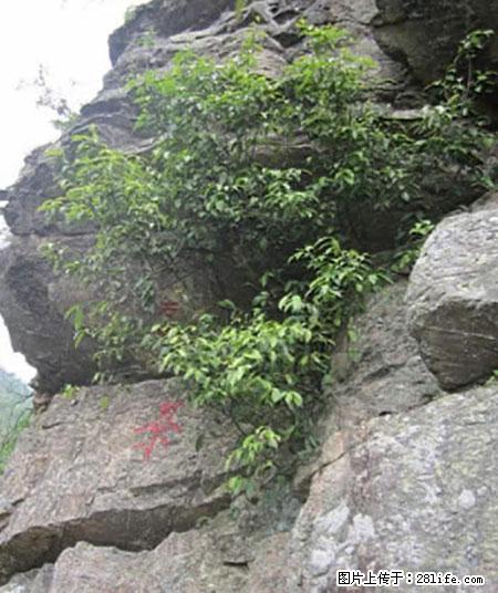 平乐石崖茶，珍贵仅次于金花茶 - 钦州生活资讯 - 钦州28生活网 qinzhou.28life.com