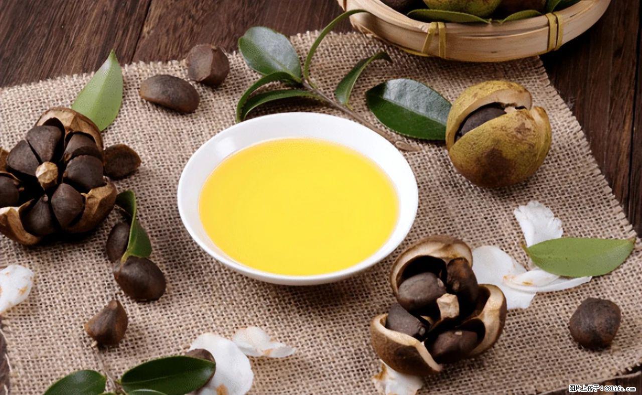 揭秘茶油的5大核心营养成分！被称为人体健康的“守护盾”！ - 钦州生活资讯 - 钦州28生活网 qinzhou.28life.com