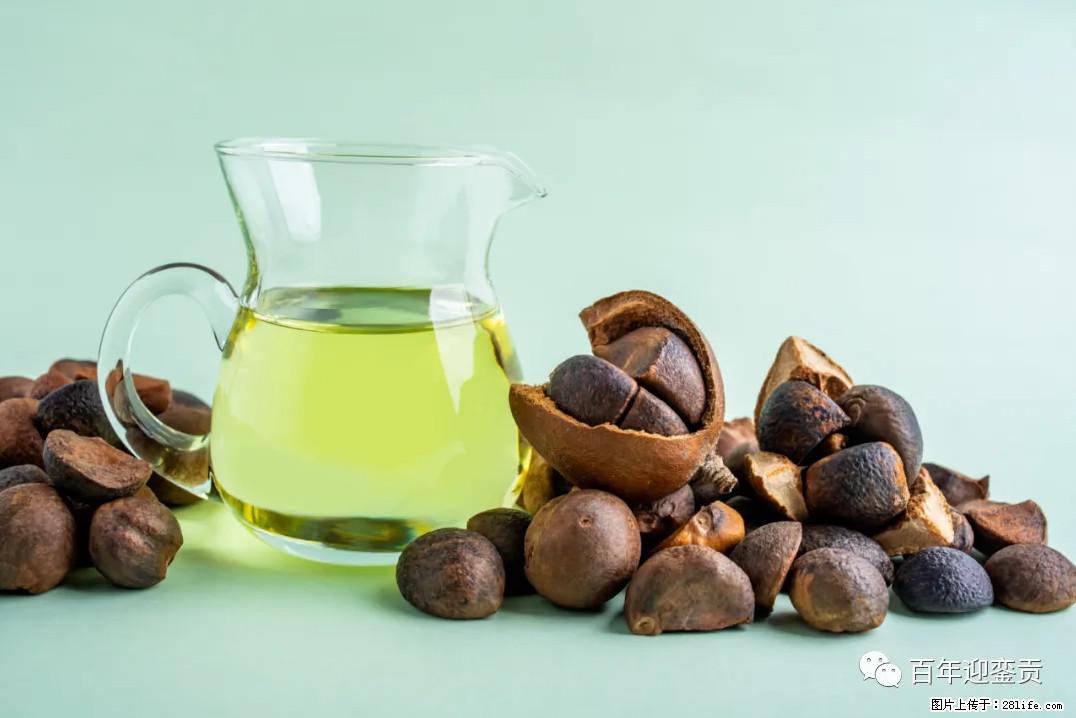 世界没有真相，只有认知，最好的食用油是中国的山茶油！ - 钦州生活资讯 - 钦州28生活网 qinzhou.28life.com