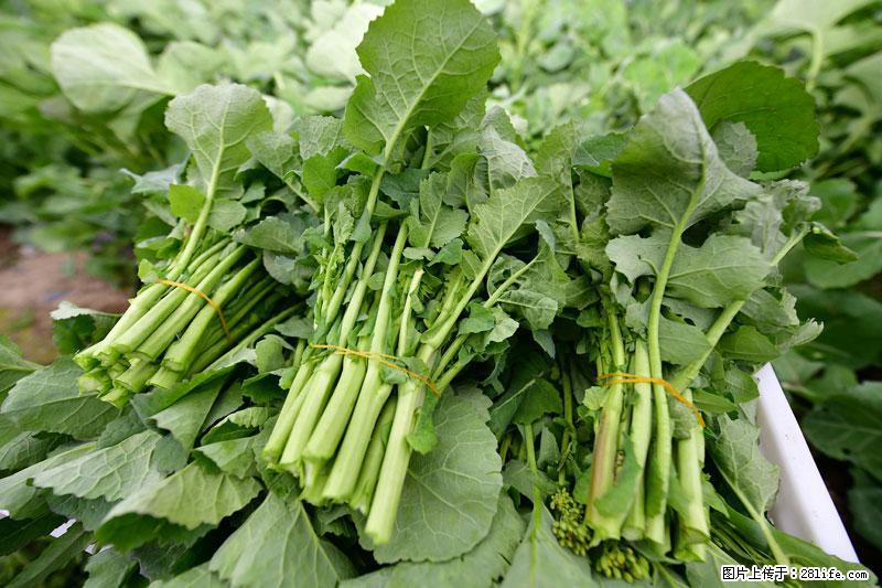 这些蔬菜是“天然钙片”，这6种被医生重点推荐 - 钦州生活资讯 - 钦州28生活网 qinzhou.28life.com